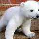 Image for article titled The Cute Polar Bear Cub Must Die